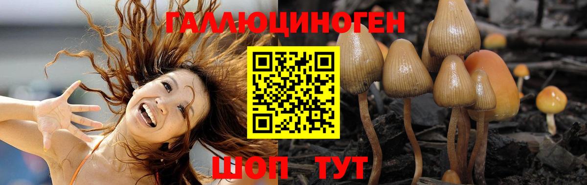 Псилоцибиновые грибы Psilocybe Рубцовск